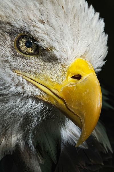Jones, Adam 아티스트의 Close-up portrait of Bald eagle-Kentucky작품입니다.